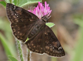 Wild Indigo Duskywing